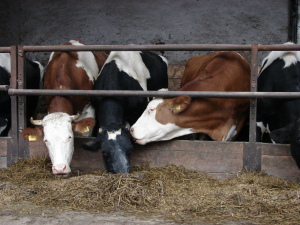 farma-kravy2